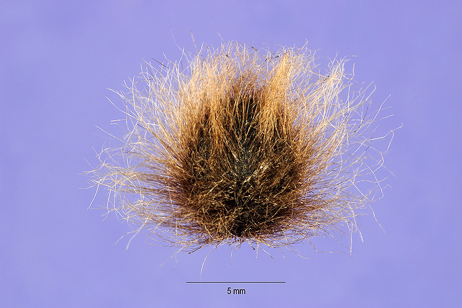 Ipomoea carnea image