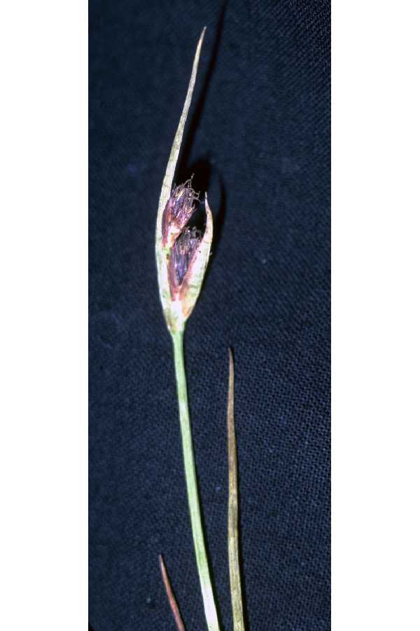 Juncus castaneus image