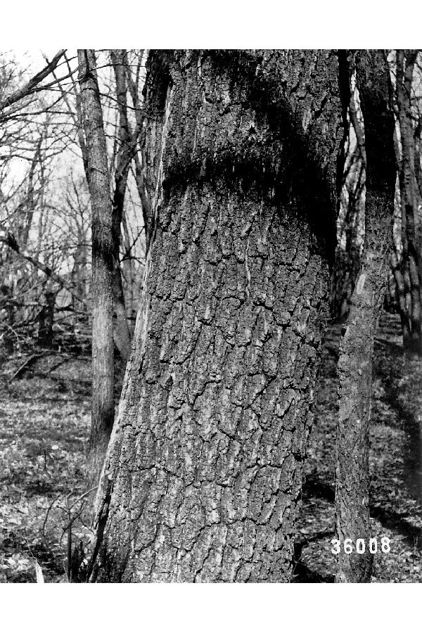 Juglans microcarpa image