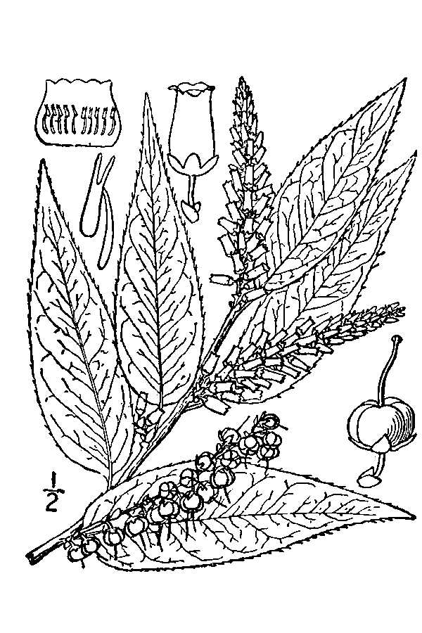 Leucothoë Catesbaei (Walt.) A. Gray. Catesby's Leucothoë.: a historical illustration of Leucothoë Catesbaei (Walt.) A. Gray.