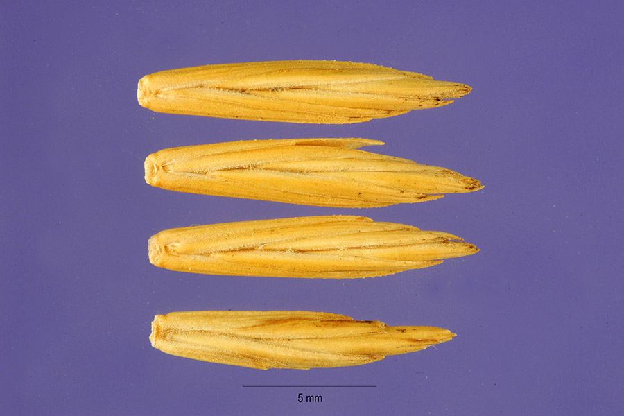 Lolium rigidum image