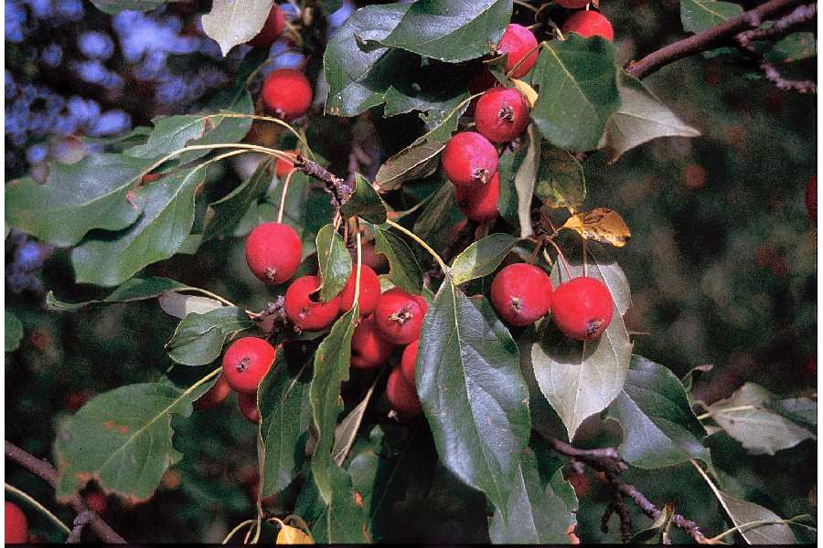 Malus baccata image