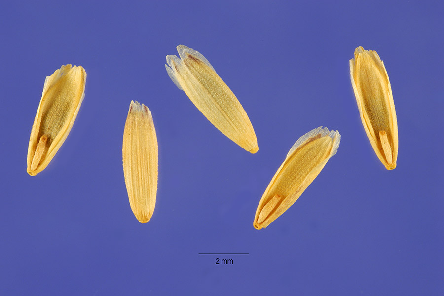 Melica californica image