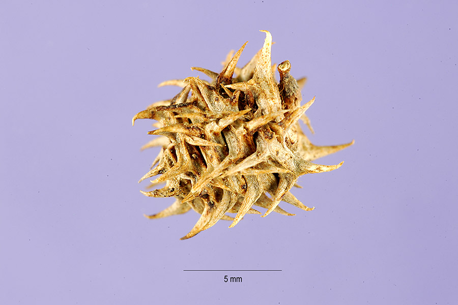 Medicago truncatula image