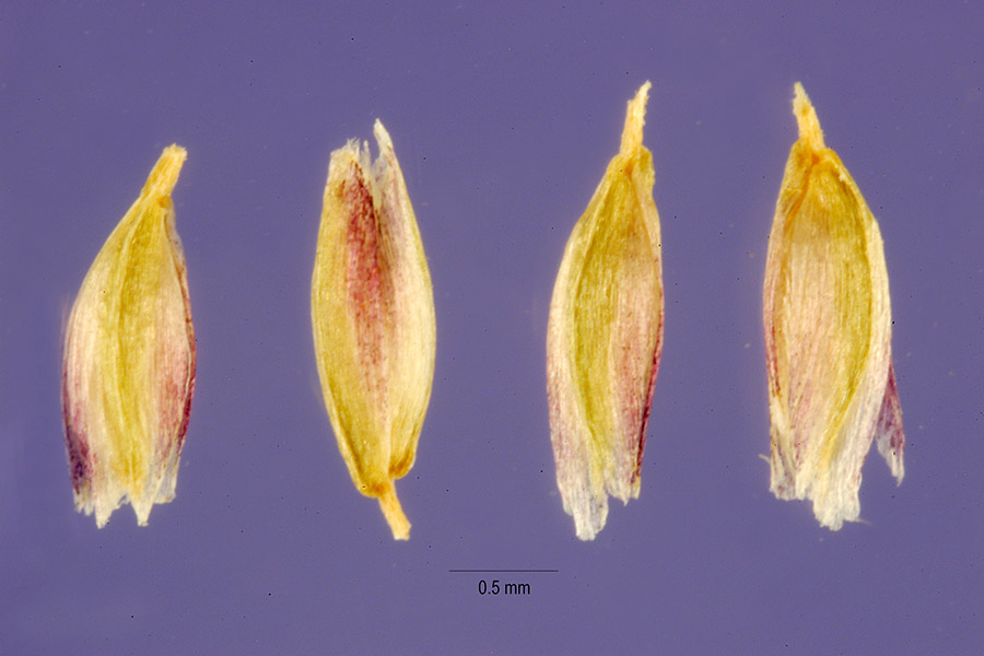 Agrostis minima image