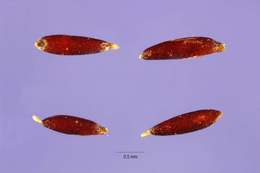 Muhlenbergia polystachya image