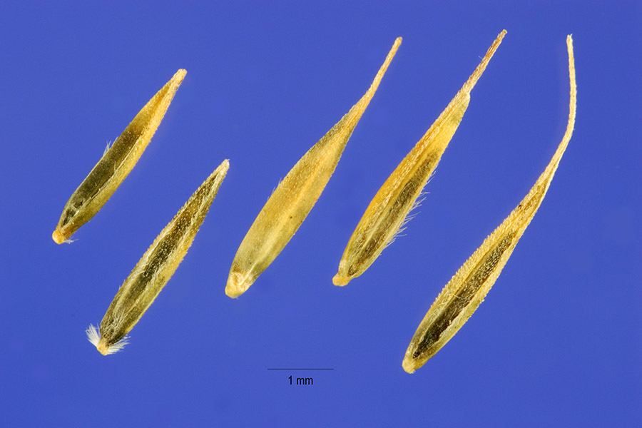 Muhlenbergia gracilis image