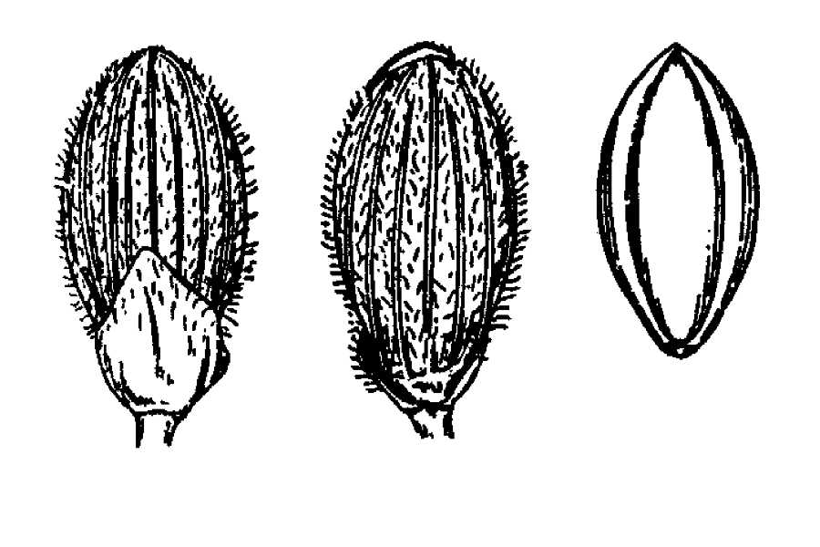 USDA Plants Database Usda plants database