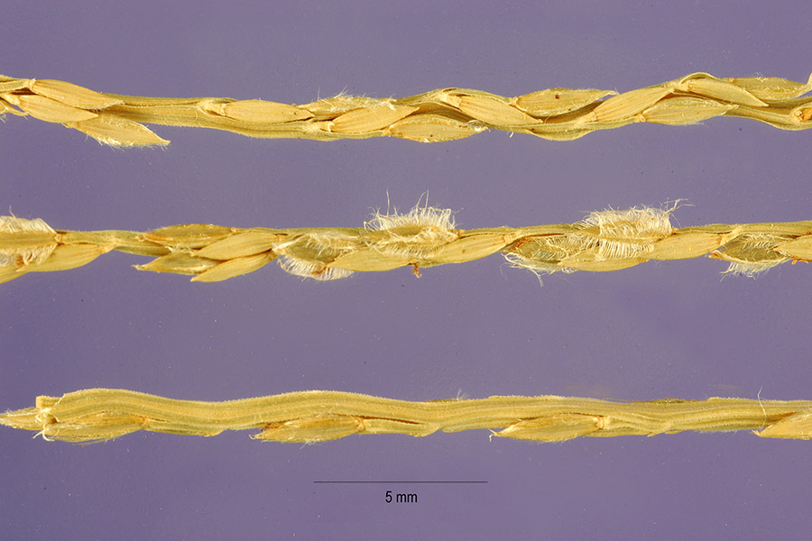 Digitaria ciliaris image