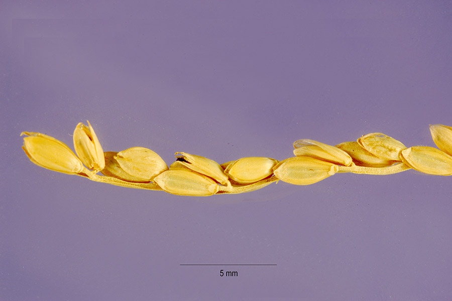 Paspalum hartwegianum image