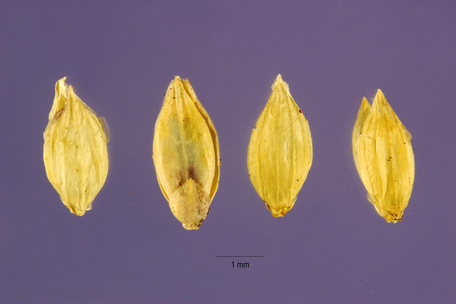 Panicum barbinode image