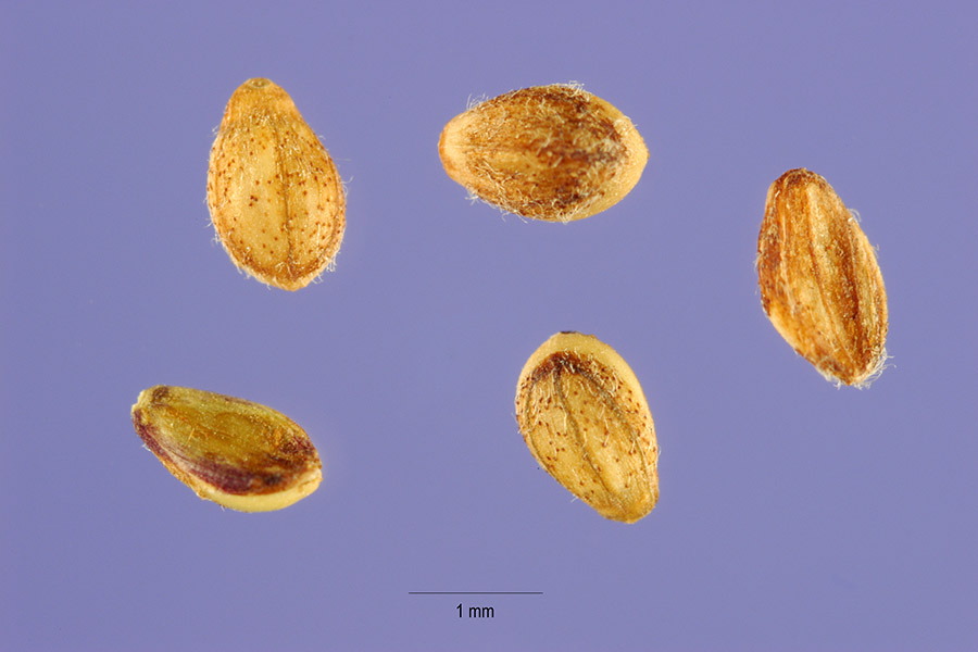 Panicum repens image