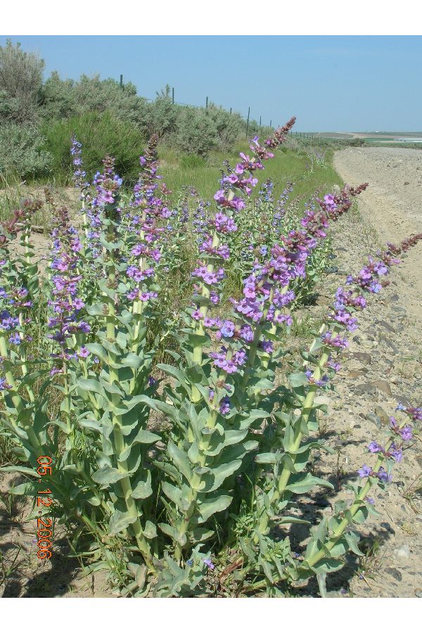 Penstemon acuminatus image