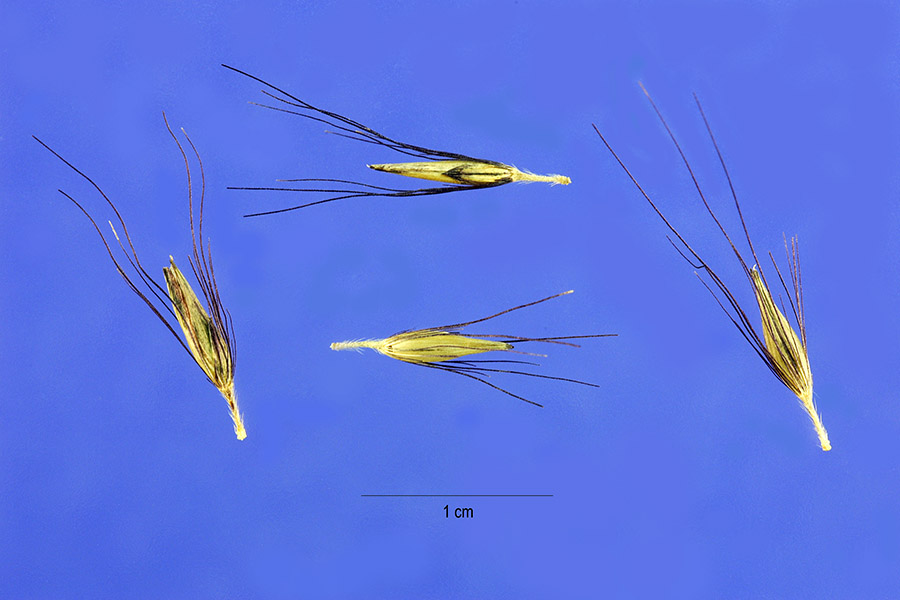 Pennisetum alopecuroides image