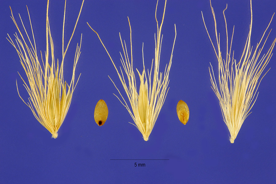 Pennisetum flaccidum image