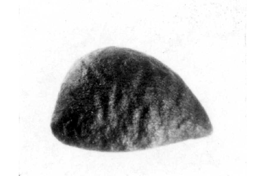 Peraphyllum ramosissimum image