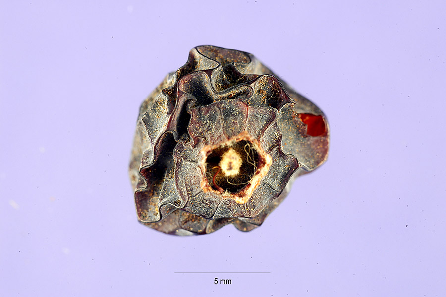 Peraphyllum ramosissimum image