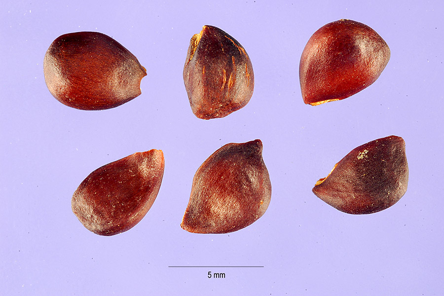 Peraphyllum image