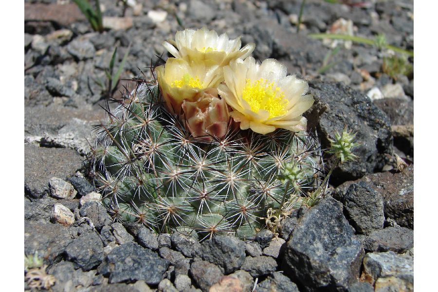 Pediocactus simpsonii image