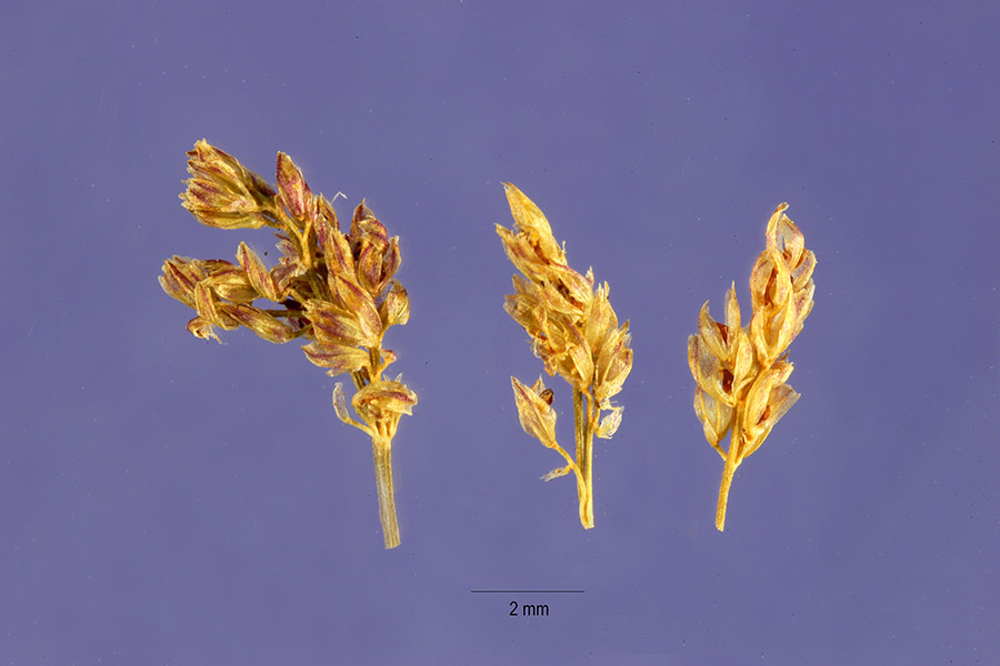 Agrostis algida image