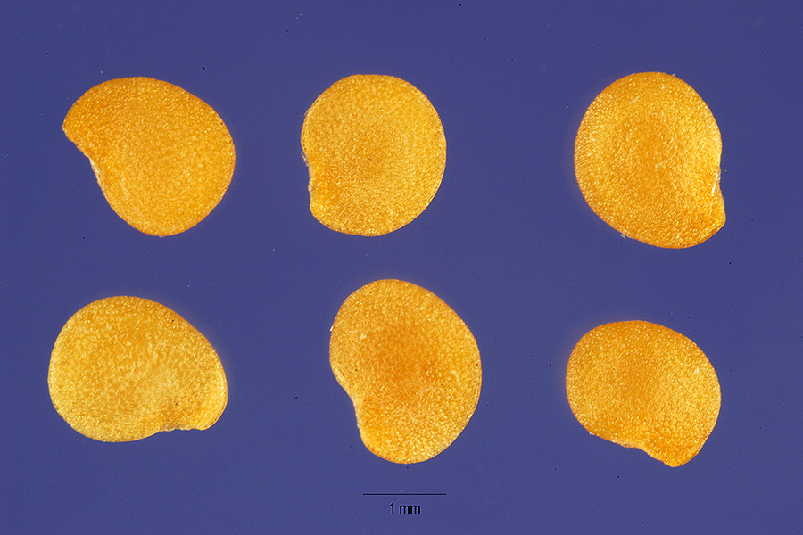 Physalis chenopodifolia image