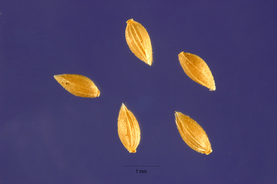 Phleum paniculatum image