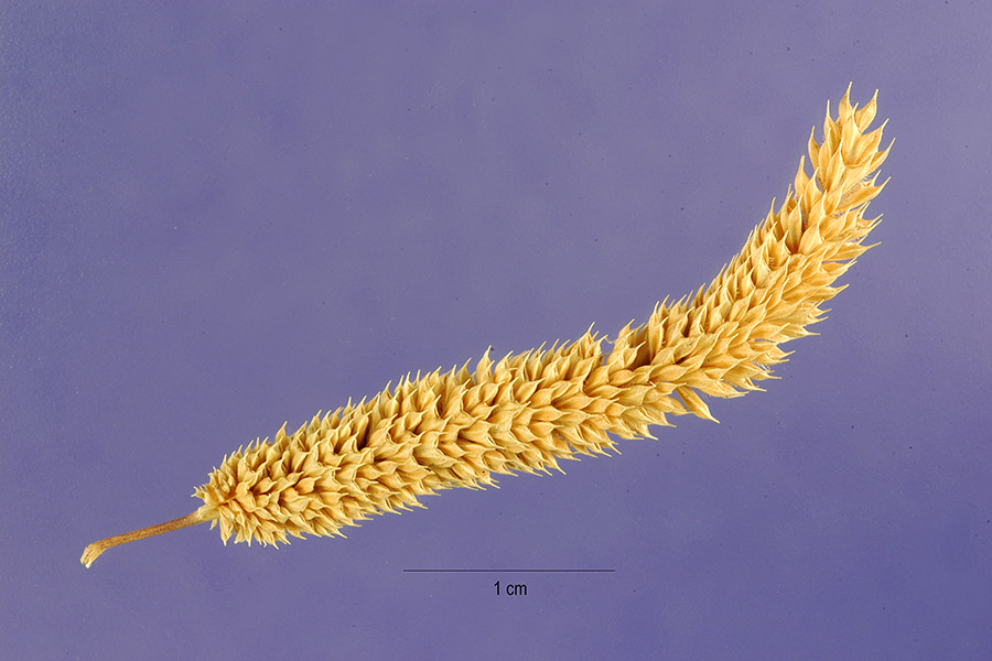 Phleum paniculatum image