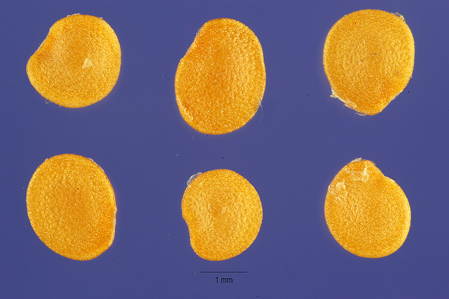 Physalis chenopodifolia image