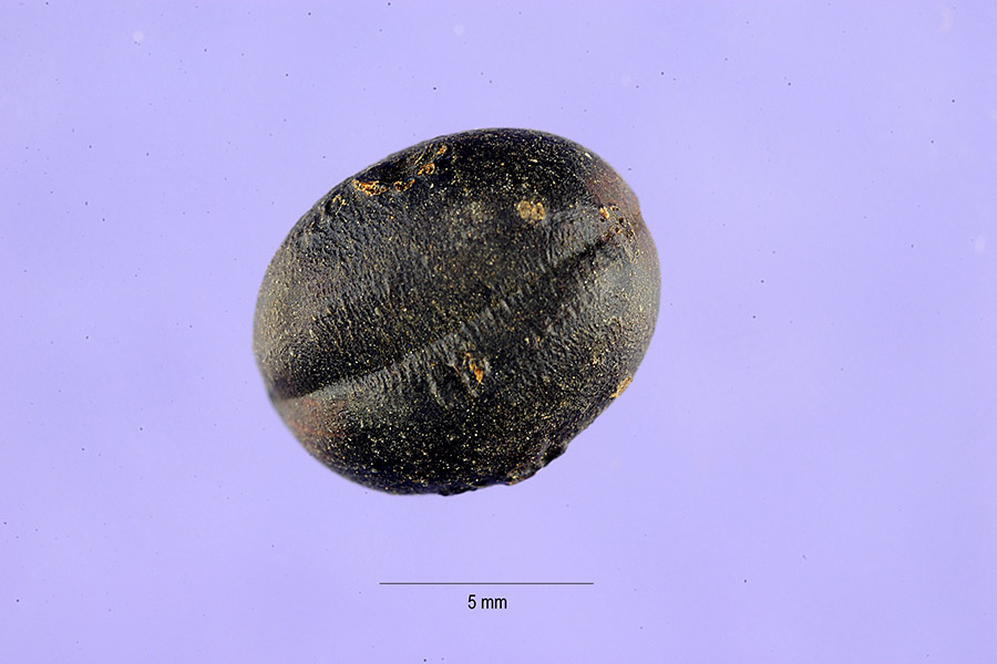 Cojoba arborea image