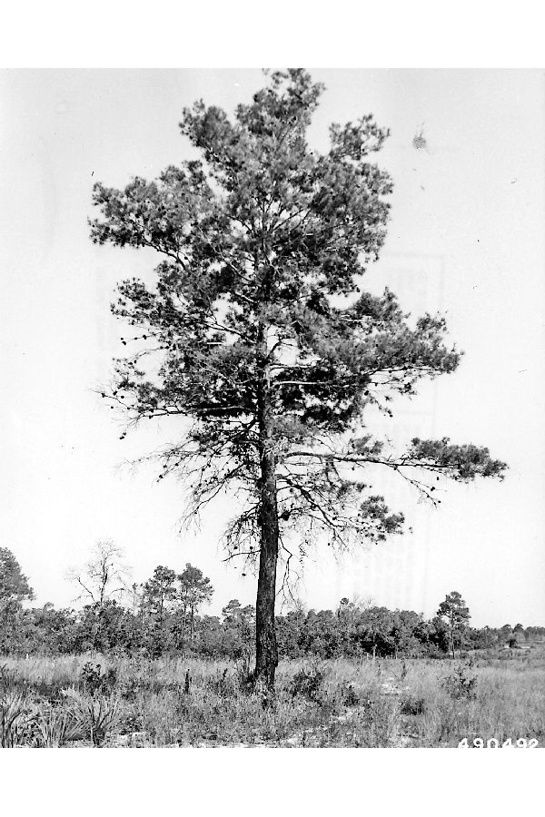 Pinus clausa image