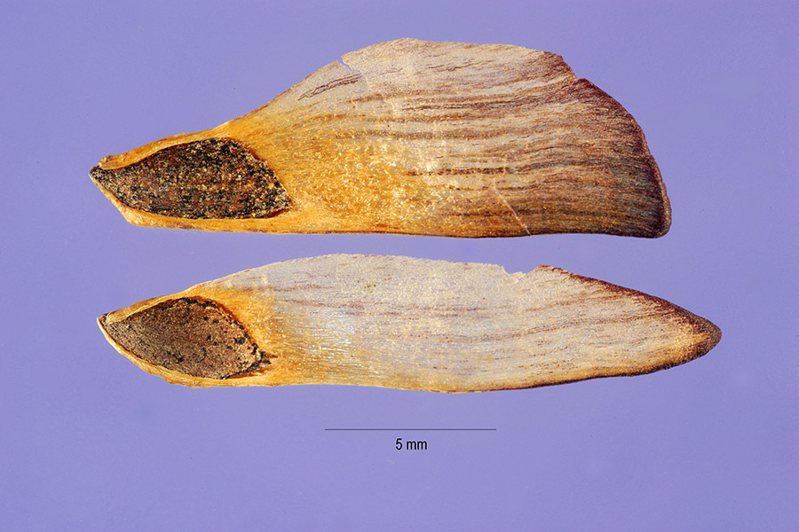 Pinus patula image