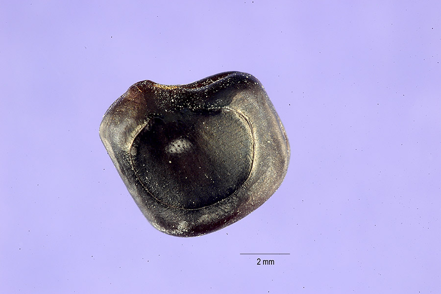 Pithecellobium unguis-cati image