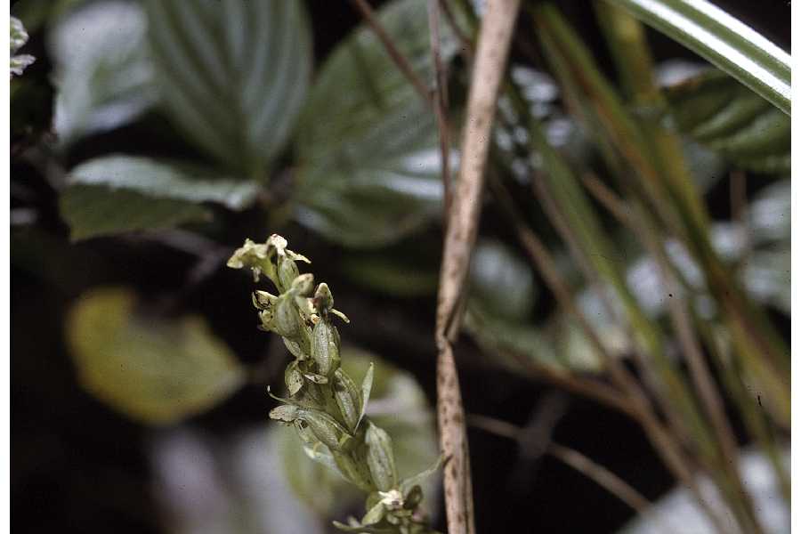 Platanthera hyperborea image