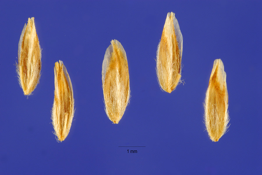 Poa alpina image