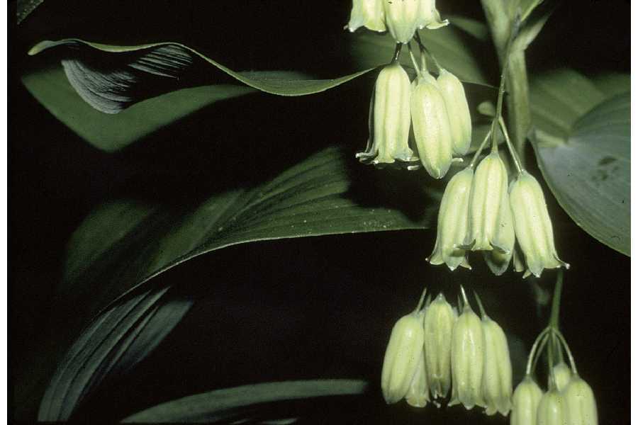 Convallaria biflora image