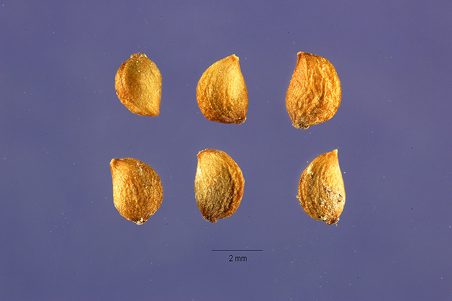 Coleogeton filiformis image