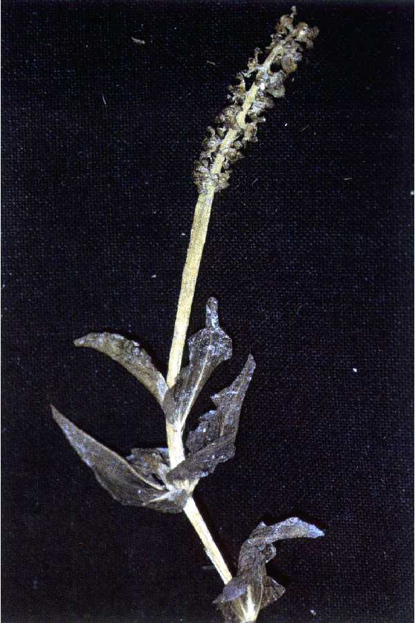 Potamogeton richardsonii image