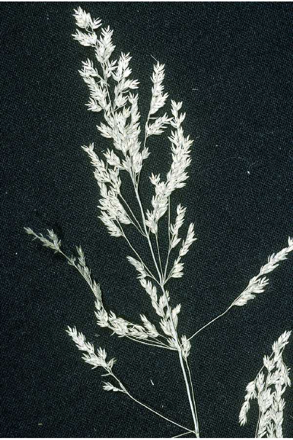 Poa tracyi image