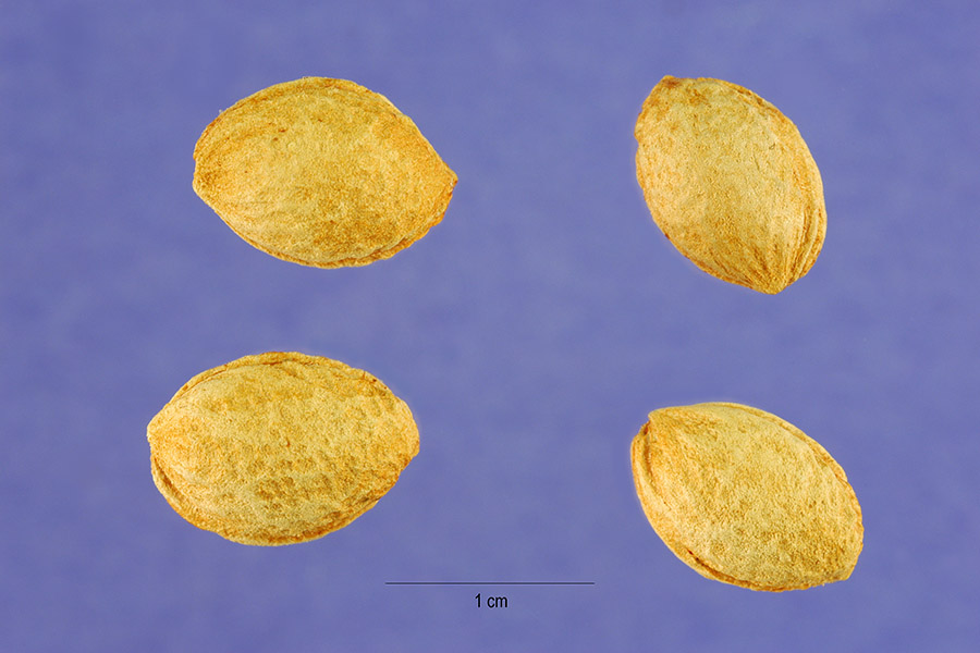 Prunus angustifolia image