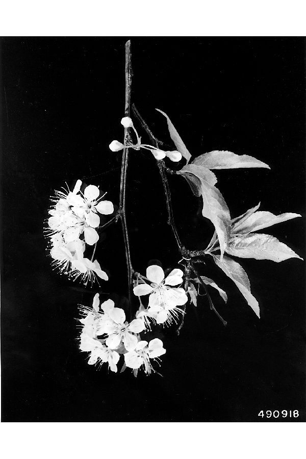 Prunus angustifolia image