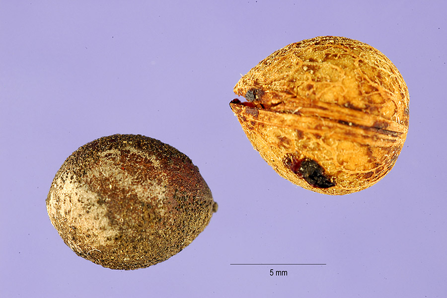 Prunus caroliniana image