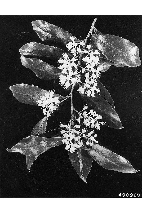 Prunus caroliniana image