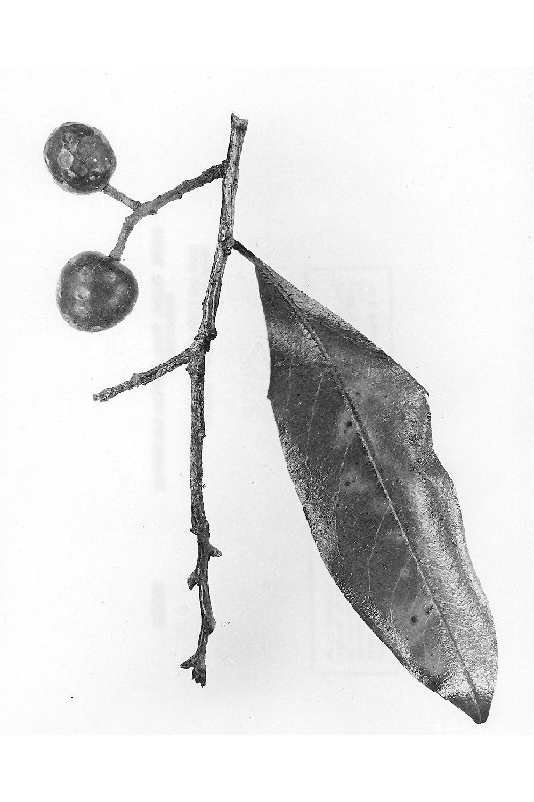 Prunus caroliniana image