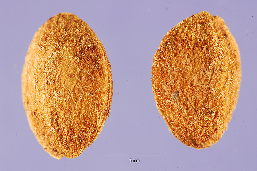 Prunus gracilis image