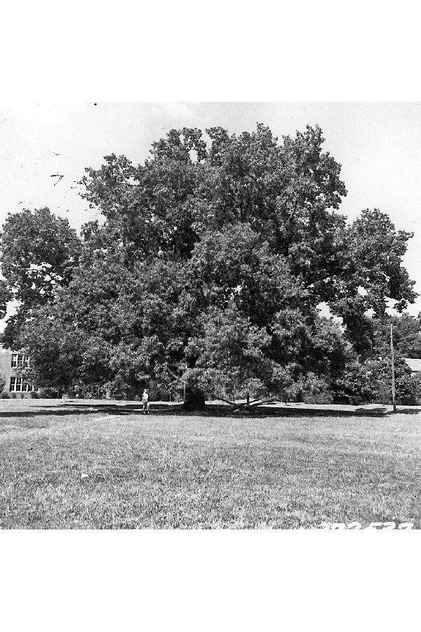 Quercus gravesii image