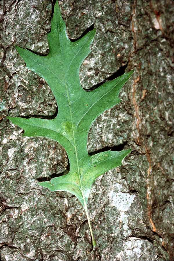 Quercus texana image