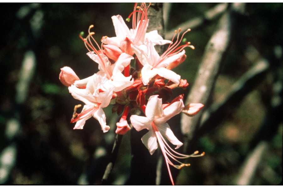 Azalea canescens image