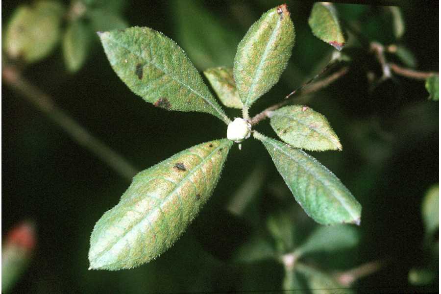 Azalea canescens image