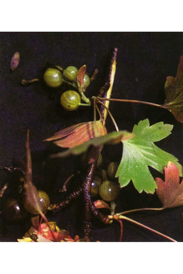 Ribes inerme image