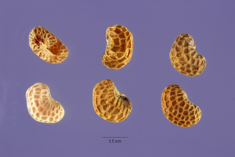 Roemeria refracta image